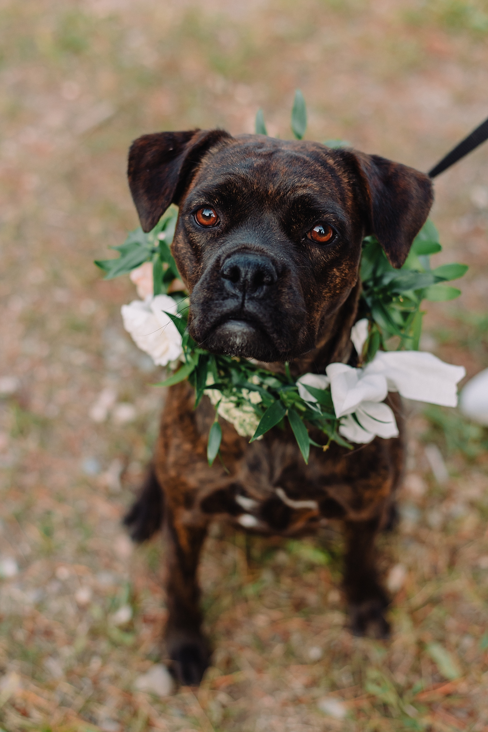 dog with floral collar at wedding