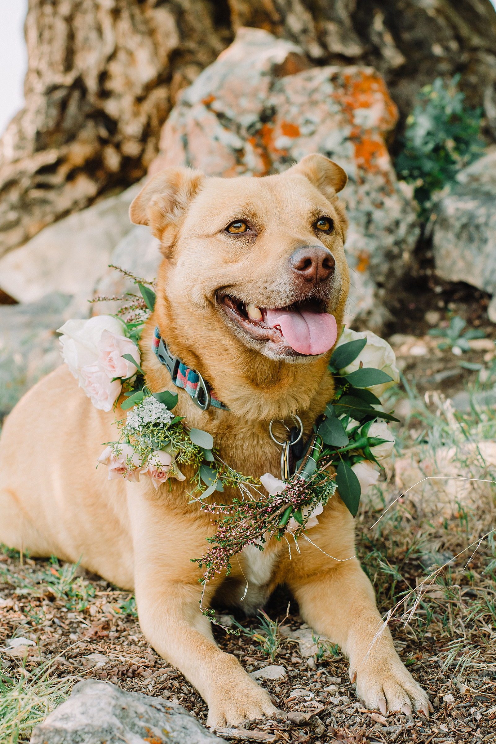 summer wedding with dogs that are wearing florals collars