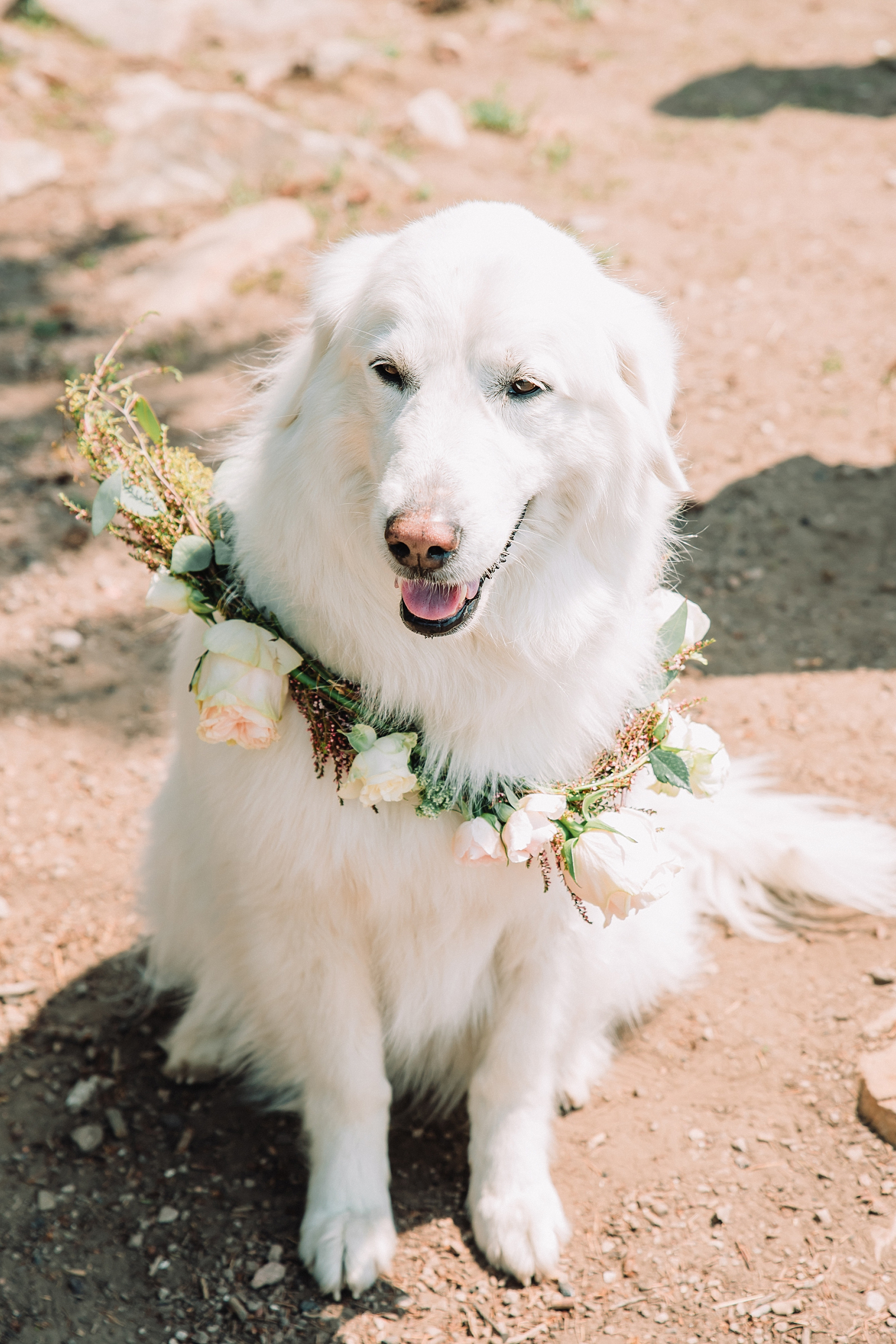 white dog on a wedding day wearing a florals collar