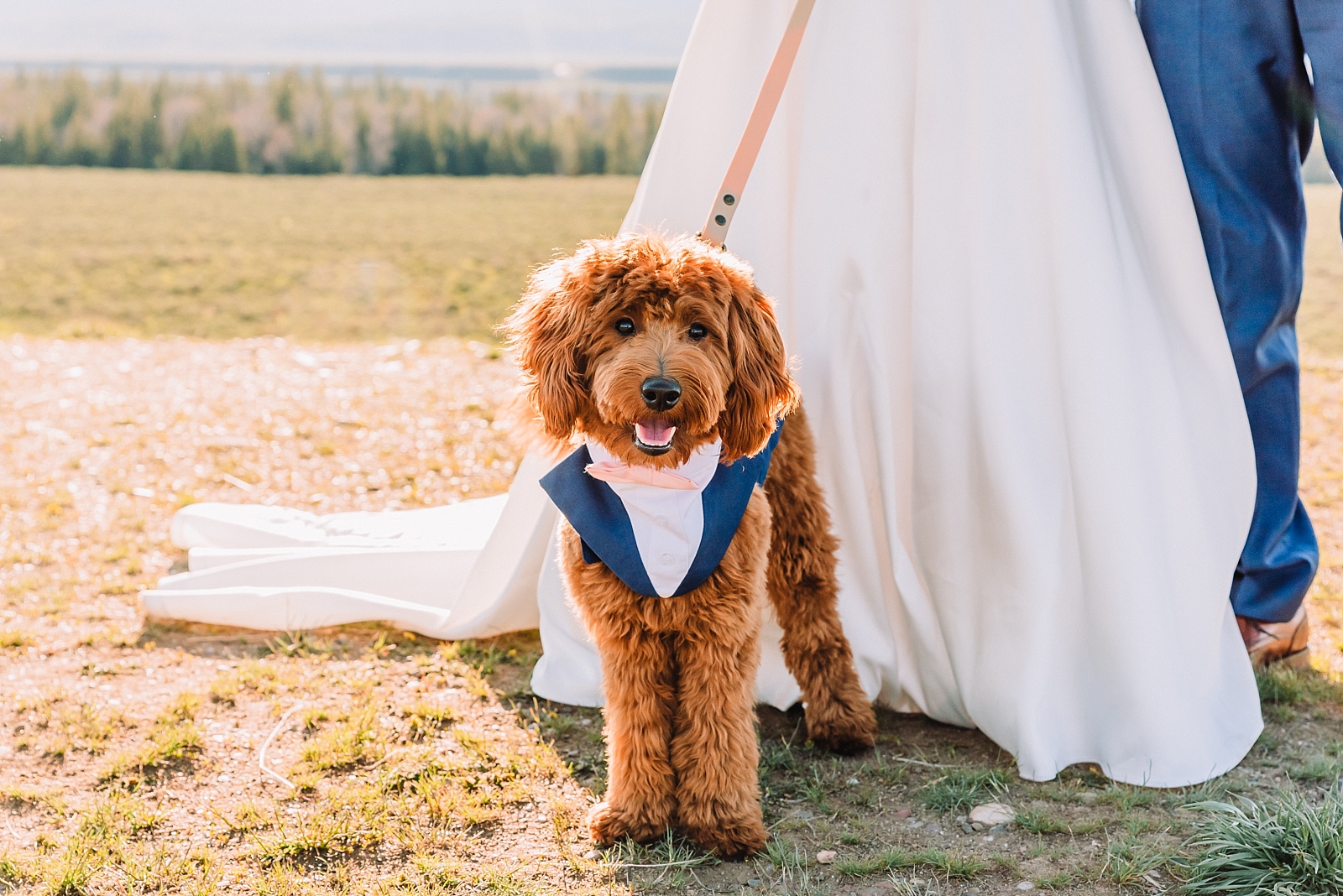including your pet in your wedding ceremony, wedding tux on dog, jackson hole wedding photographer, dreamy wedding details