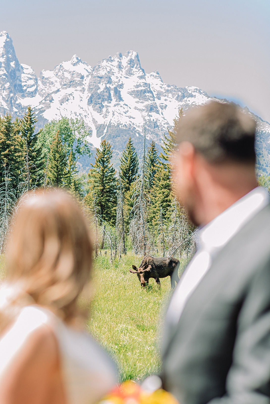 wedding couple gets photobombed by a moose in grand teton national park