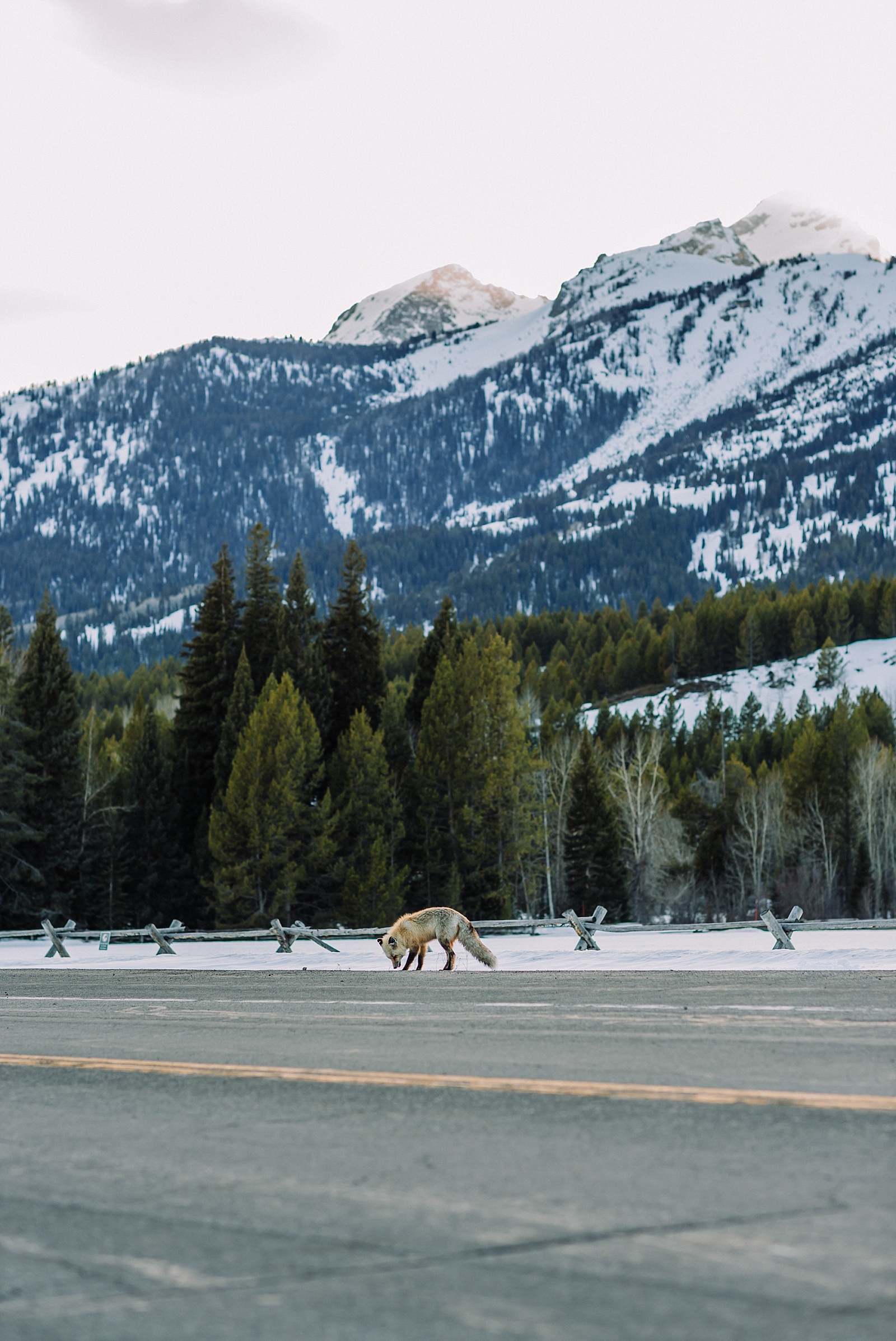 fox in grand teton national park